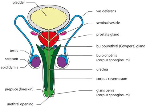 Parts Of Male Reproductive System Front View - Male Reproductive System Diagram Unlabeled ...