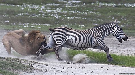 Amazing pictures: Zebra fights off a lion attack - CBBC Newsround