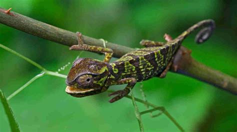 Ghana: don’t sell your nature to China (The graceful chameleon belongs to the great variety of ...