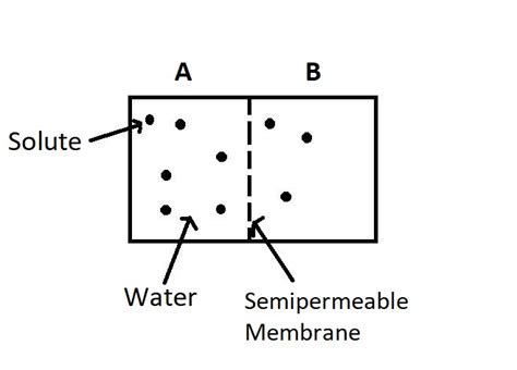 The two chambers, A and B, containing solution are separated by a ...