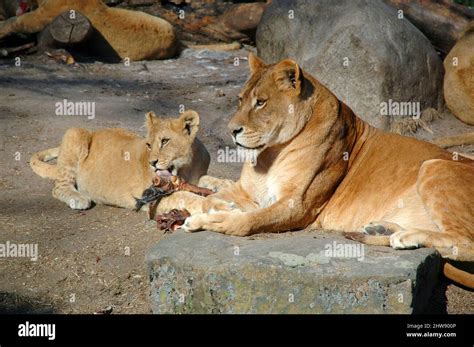 Lion Eating Baby