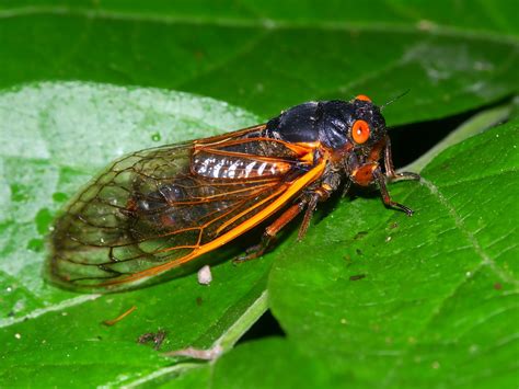 Dog Ingests A Cicada | Pet Poison Helpline®