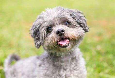 Shih Tzu Poodle Mix - Check This Before Rescuing a Shih-Poo! | PawLeaks