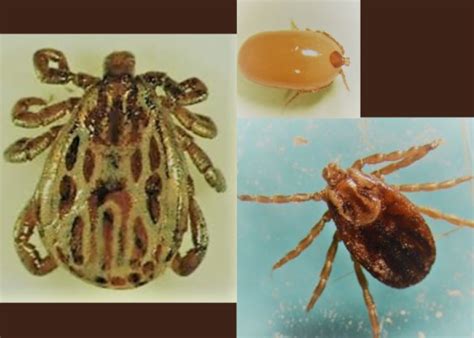 Winter Tick: What You Need to Know | Bovine Veterinarian