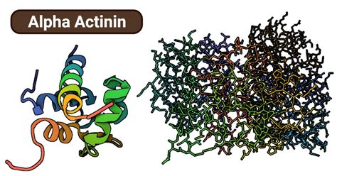 Alpha-Actinin: Definition, Structure, Types, Functions