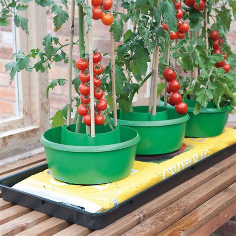 Tomato Plant Halos - Harrod Horticultural (UK)