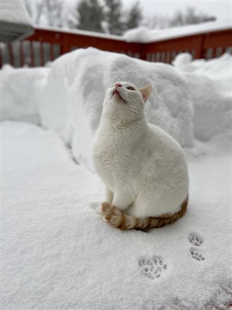 ready to catch some snowflakes! : r/cats