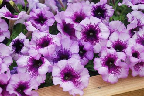 How to Grow and Care for Petunias | Gardener’s Path