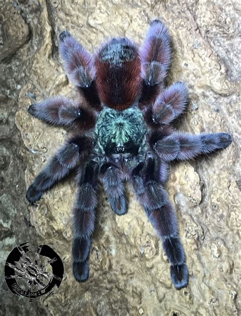 Caribena versicolor AF. – Tarantula Room