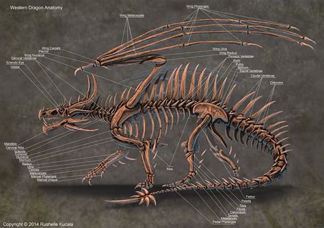 Western Dragon Skeleton Anatomy by TheDragonofDoom on DeviantArt