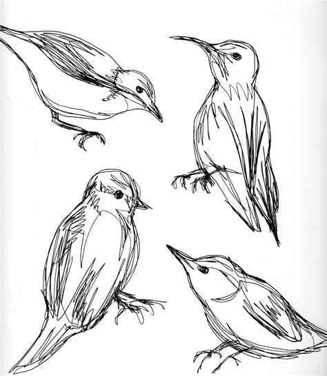 Line Drawings Birds