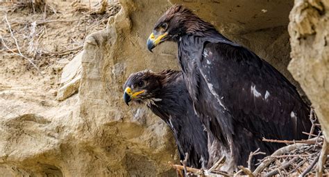 Nesting Golden Eagles prompt one-mile closure of East-West Regional ...