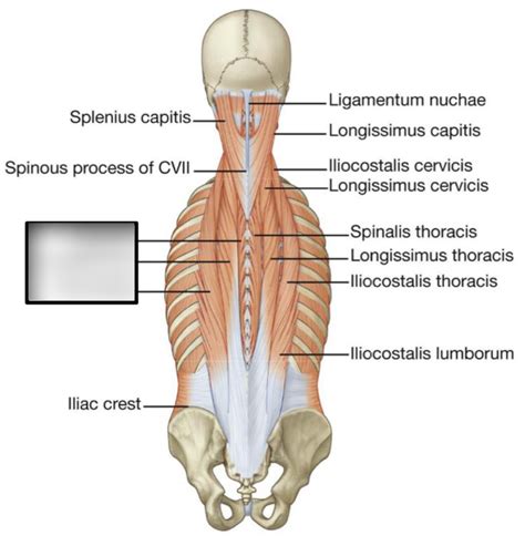 Deep muscles of the back labeling (erector spinae only) Diagram | Quizlet