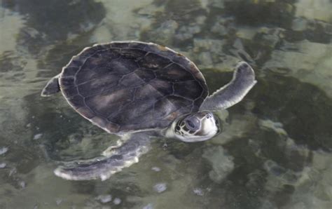 Flatback Sea Turtle – "OCEAN TREASURES" Memorial Library