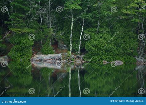 Bubble Pond Reflection stock photo. Image of trees, beauty - 5981202