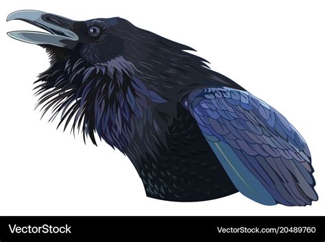 Cawing black crow Royalty Free Vector Image - VectorStock