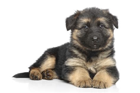 German Shepherd Puppies For Sale Sydney — Aimsway - German Shepherd Dog and German shepherd ...