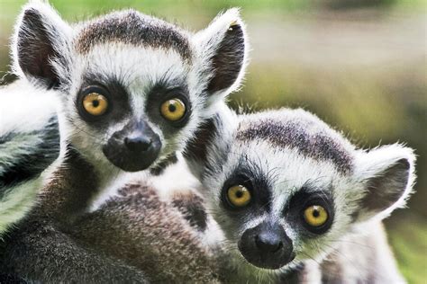 Social lemurs make better larcenists, scientists say - CSMonitor.com