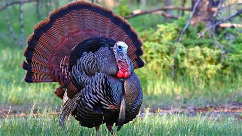 Cades Cove Wildlife