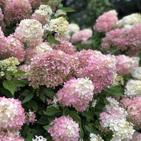 Hydrangea LITTLE LIME - Buy Hydrangea Hardy Shrubs Online