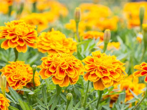 How To Protect Marigolds From Frost [5 Amazing Methods] | Garden Wisper