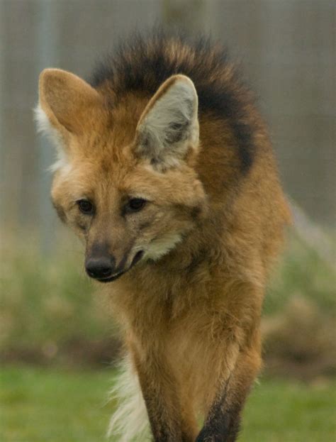 Maned Wolf (Chrysocyon Brachyurus), Hamerton Zoo | Thanks to… | Flickr