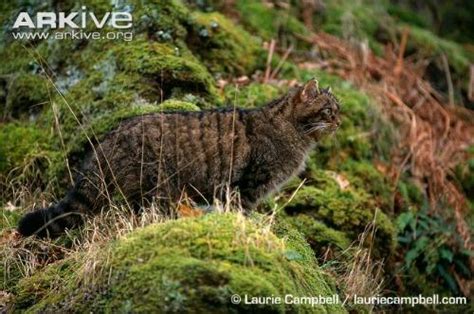 Scottish Wildcat - International Society for Endangered Cats (ISEC) Canada