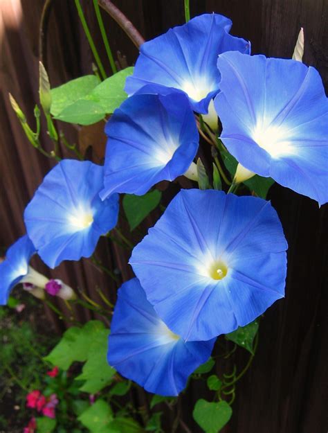 Heavenly Blue morning glory Blue Morning Glory, Morning Glory Flowers, Flowers Nature, Amazing ...