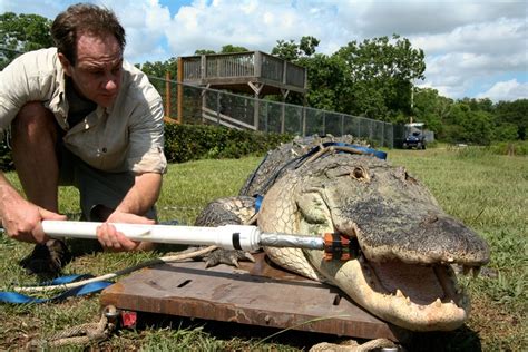 Crocodiles Have Strongest Bite Ever Measured, Hands-on Tests Show