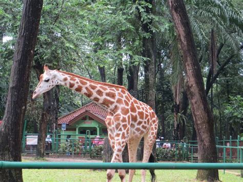 Ragunan zoo, Jakarta editorial photo. Image of taman - 116147066