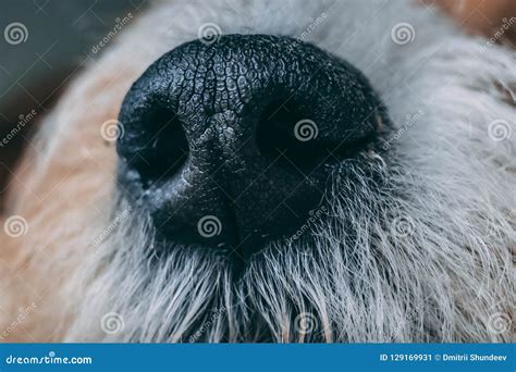 Close up shot of dog nose. stock image. Image of cute - 129169931