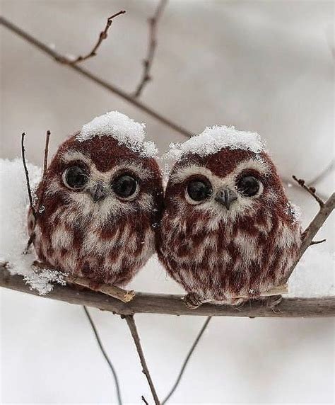 Cute twins . . . . 📷 by | Cute baby owl, Baby owls, Funny owls