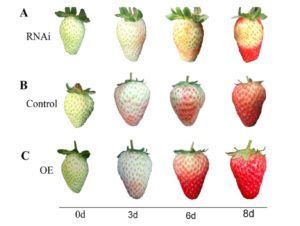 Polyamines regulate strawberry fruit ripening by abscisic acid, auxin, and ethylene (Plant ...