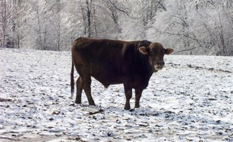 Brown Swiss Association > Breed > Brown Swiss Breed