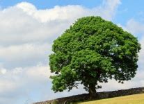 Tree Free Stock Photo - Public Domain Pictures