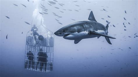 Terrifying photos show a giant shark circling around a research cage - CGTN