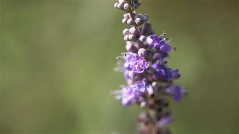 Vitex: Benefits, Side Effects, Dosage And Interactions – Forbes Health