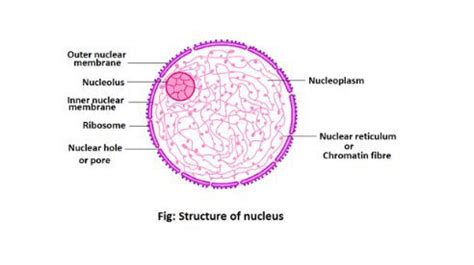 Nucleus structure and function, definition - sciencequery.com