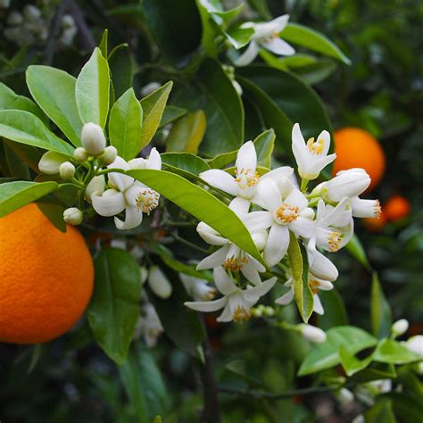 Valencia Orange Trees for Sale – FastGrowingTrees.com