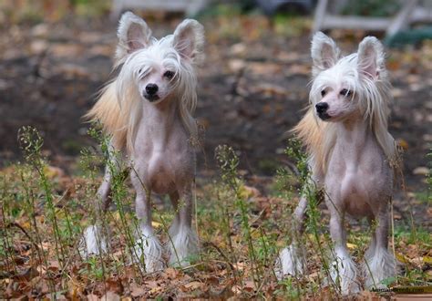 Chinese Crested - Puppies, Rescue, Pictures, Information, Temperament ...