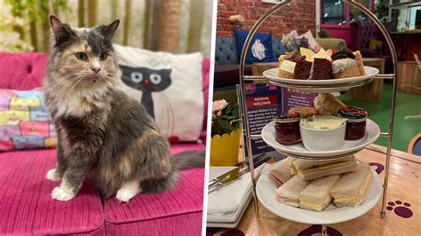 There's A 'Kitty Cafe' In Leeds Where You Can Play With Cats & Eat Cake ...