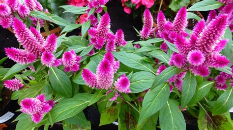 Celosia Archives - Brad's Bedding Plants, Inc.