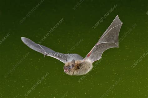 California Bat - Stock Image - C037/3402 - Science Photo Library