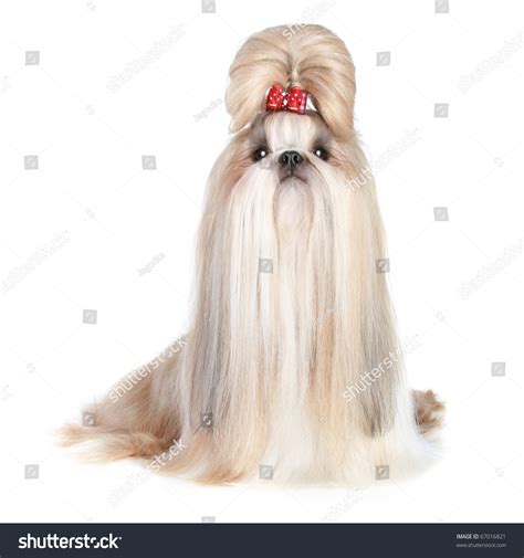 Dog Breed Shihtzu On White Background Stock Photo 67016821 | Shutterstock