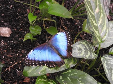 Why Kids Love The Butterfly Palace - Seeing Dandy Blog