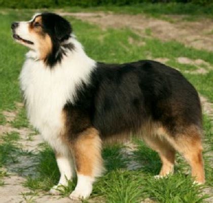 Medium-Sized Dog Breeds: Australian Shepherd Breeders