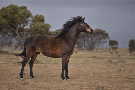 Where to See Wild Horses