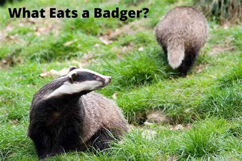 8 Badger Predators | What Eats A Badger? | Assorted Animals