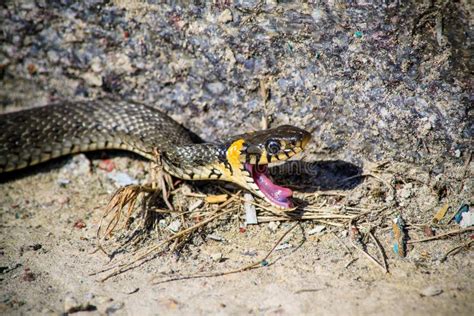 Snake Attacks Stock Photo - Image: 62517345