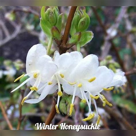 Winter Honeysuckle Shrub Seeds 40 Free Shipping USA | Etsy